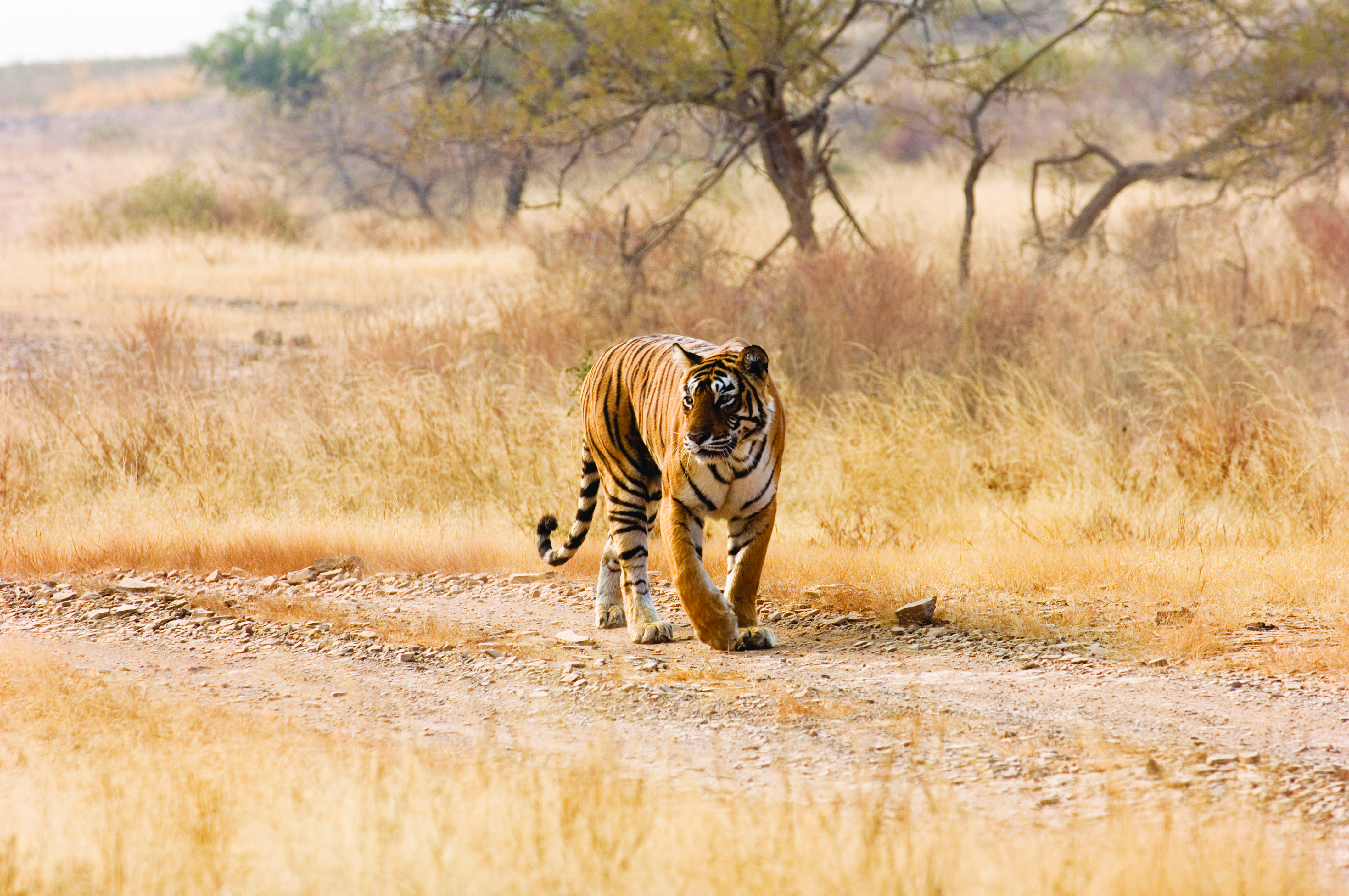https://d3r8gwkgo0io6y.cloudfront.net/upload/Wild rajasthan.jpg